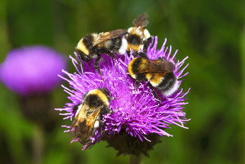 The swarm of bumblebees is pollinating a purple flower. The winged insects are sitting on a meadow plant and collecting flower nectar.