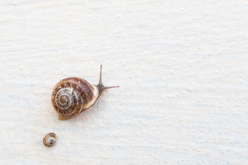A large grape snail with small snails crawls along a white textured surface