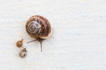 A large grape snail with small snails crawls along a white textured surface