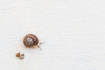 A large grape snail with small snails crawls along a white textured surface