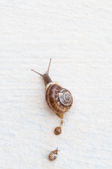 A large grape snail with small snails crawls along a white textured surface