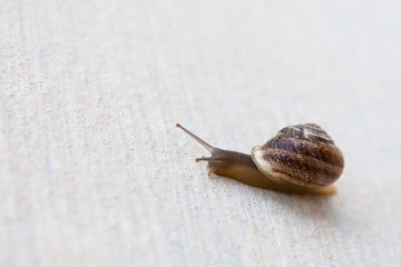A grape snail with a brown shell sinks on a white textured surface