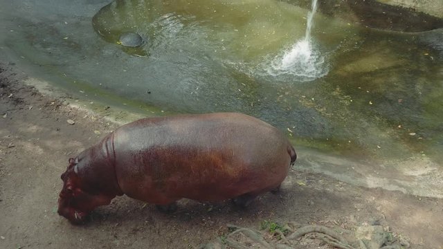 View of hippopotamus seaking for something to eat