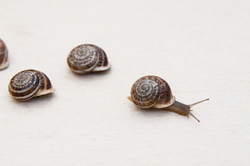 race of large grape snails with brown shells on a white textured surface