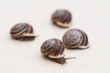 race of large grape snails with brown shells on a white textured surface
