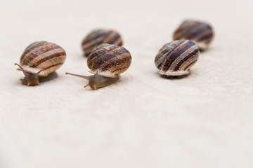 race of large grape snails with brown shells on a white textured surface