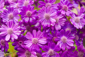beautiful purple flowers in spring in garden