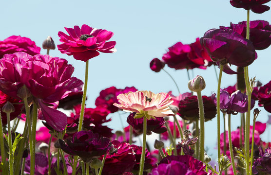 Fototapeta Close-up of field of magenta ranunculus