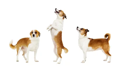 Tableaux ronds sur plexiglas Anti-reflet Chien dog standing on its hind legs