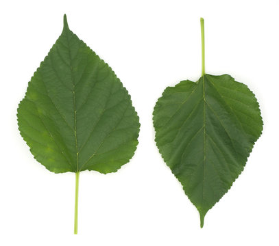 malberry green color leaves isolated on white back ground, can make tea