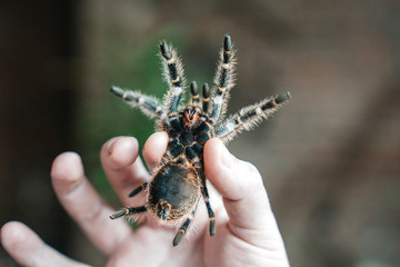 Spider tarantula in the hand of man. Close-up are the canines of a spider with poison.