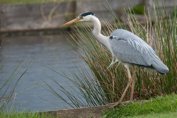 Heron hunting for food
