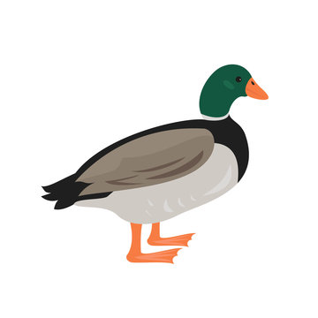 Cartoon duck icon on white background.
