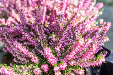 Fototapeta na wymiar closeup of beautiful blooming pink heather in pot, street decoration