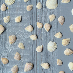 lots of small seashells on light wooden background