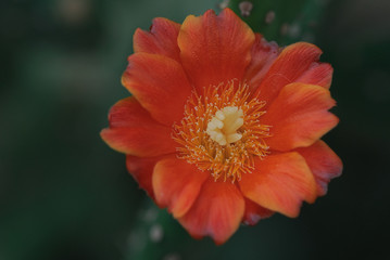 Beautiful Red Flower