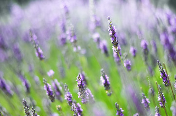 Obraz premium Macro of blooming violet lavender flowers. Provence nature background. Lavender field in sunlight with copy space. Summer concept, selective focus
