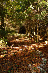 Hexenring auf einem Waldweg