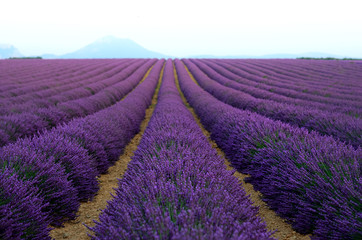 Naklejka na ściany i meble Lilac lavender field, summer landscape near Valensole in Provence, France. Nature background with copy space.