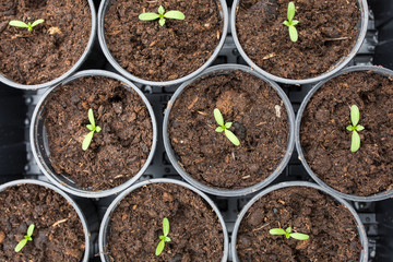 Tagetes (marigold) seedlings transplant into pots