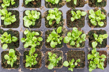 Edging lobelia seedlings into modules