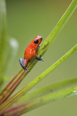 Red Poison Dart Frog - Oophaga pumilio, beautiful red blue legged frog from Cental America forest, Costa Rica.