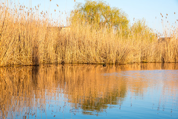 Sunrise over the river in spring, many reeds