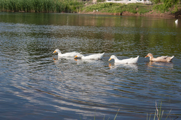 White and mottled ducks swim in the pond