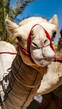 Close-up of camel looking at camera