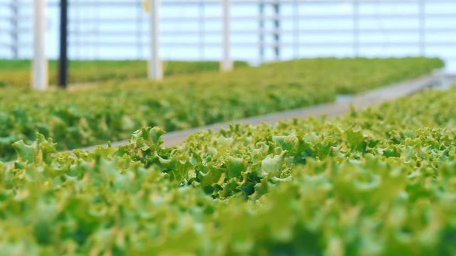 Background view on lettuce seedlings in a greenery is dynamically switching into front view