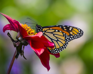 Orange monarch butterfly on a flower sipping nectar and spreading pollen