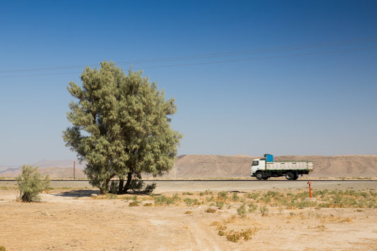 Tamarix aphylla, Sisitan and Baluchestan, Iran