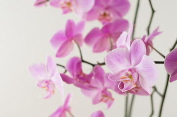 Naklejka na ściany i meble Pink orchid phalaenopsis on a light background
