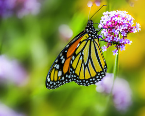 Fototapeta premium Orange monarch butterfly on a pink flower