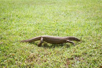 Wild varan in nature