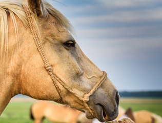 portrait of a horse close-up