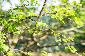 Spring in the park