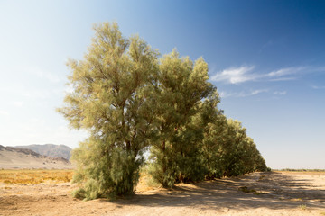 Tamarix aphylla, Sisitan and Baluchestan, Iran