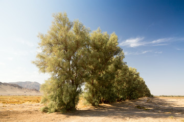Obraz premium Tamarix aphylla, Sisitan and Baluchestan, Iran
