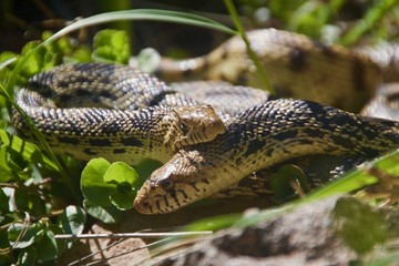 Bull snake 