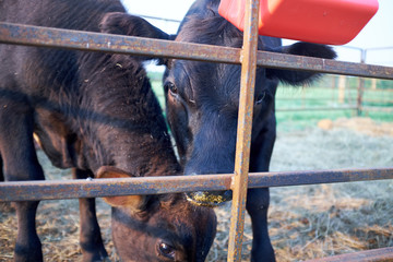 Inquisitive beef cow peering through a fence