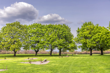 Spring trees foliage bloom in a public park Oregon.