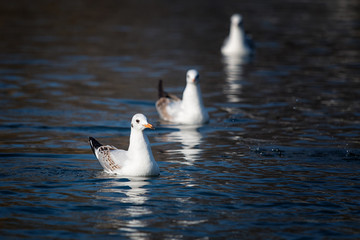 Seagulls