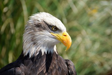eagle