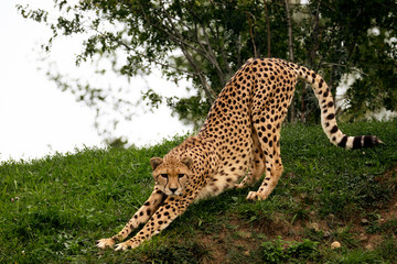 cheetah on the grass