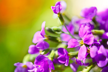 Wild purple flowers in nature

