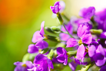 Fototapeta premium Wild purple flowers in nature 