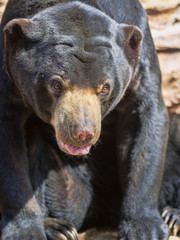 Portrait of Malayan sun bear, Helarctos malayanus