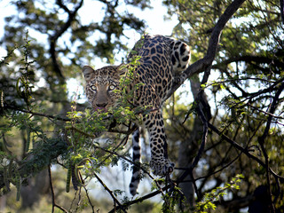Naklejka na ściany i meble leopard on the tree
