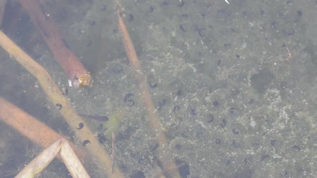 Froschlaich und Kaulquappe in Teichwasser